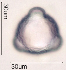 Cirsium arvensis Pollen
