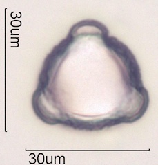 Cirsium arvensis Pollen