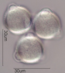 Cirsium arvensis Pollen