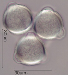 Cirsium arvensis Pollen