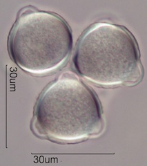 Cirsium arvensis Pollen