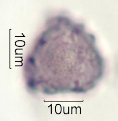 Cirsium arvensis Pollen