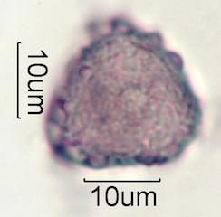 Cirsium arvensis Pollen