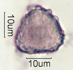 Cirsium arvensis Pollen