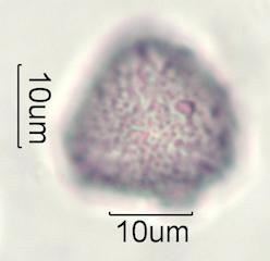 Cirsium arvensis Pollen
