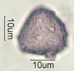 Cirsium arvensis Pollen