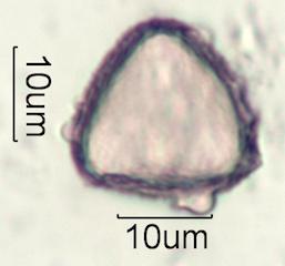 Cirsium arvensis Pollen