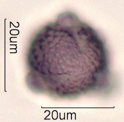 Cirsium sp. Pollen