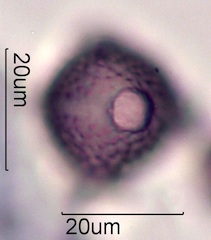 Cirsium sp. Pollen