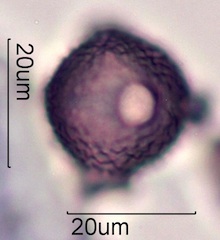 Cirsium sp. Pollen