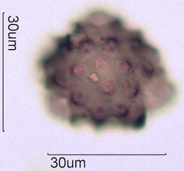 Cirsium sp. Pollen