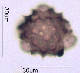 Cirsium sp. Pollen