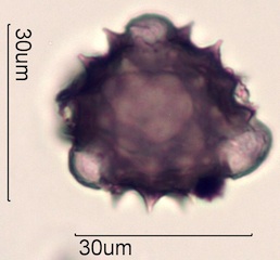 Cirsium sp. Pollen