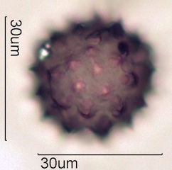 Cirsium sp. Pollen