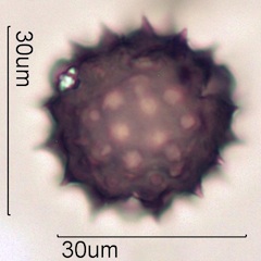 Cirsium sp. Pollen