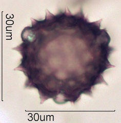 Cirsium sp. Pollen