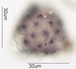 Cirsium sp. Pollen