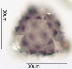 Cirsium sp. Pollen