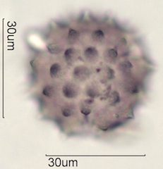 Cirsium sp. Pollen