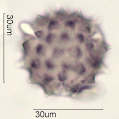 Cirsium sp. Pollen