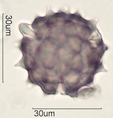 Cirsium sp. Pollen