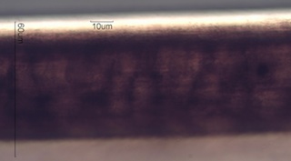 Ring-tailed or American Civit Cat Hair