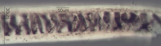 Ring-tailed or American Civit Cat Hair