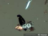Cleaning Agglomerate