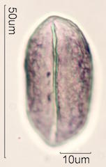 Coconut Pollen
