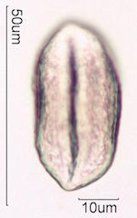 Coconut Pollen