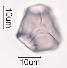 Hawaiian Honey Pollen Under the Microscope