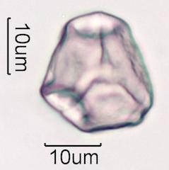 Hawaiian Honey Pollen Under the Microscope