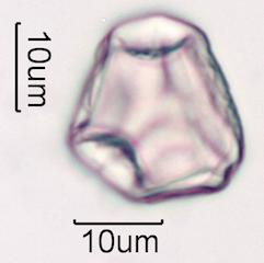 Hawaiian Honey Pollen Under the Microscope
