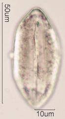 Coconut Pollen