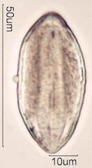 Coconut Pollen