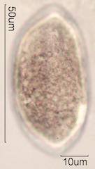 Coconut Pollen