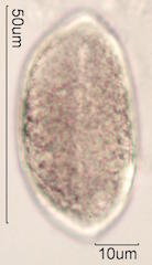 Coconut Pollen