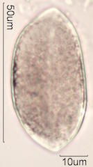 Coconut Pollen
