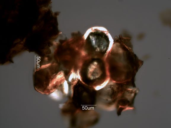 Codding Moth Fecal Pellet