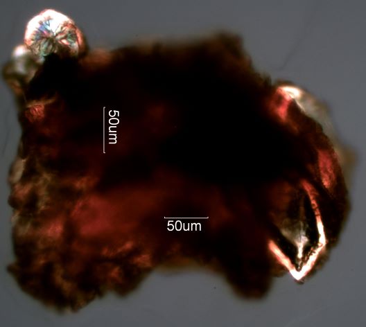 Codding Moth Fecal Pellet