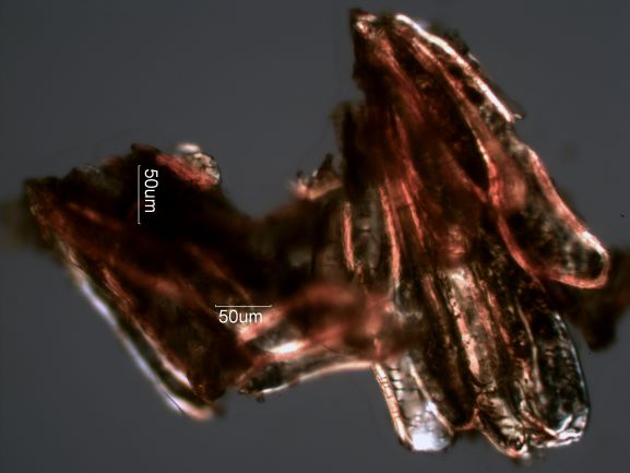 Codding Moth Fecal Pellet