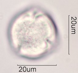 Coffee Pollen