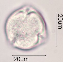 Coffee Pollen