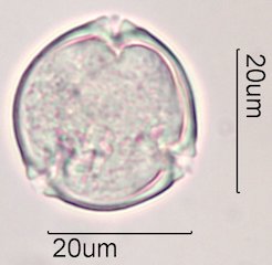 Coffee Pollen