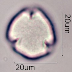 Coffee Pollen