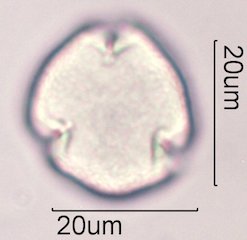 Coffee Pollen