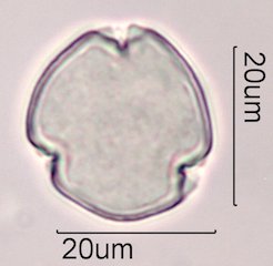 Coffee Pollen