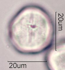 Coffee Pollen