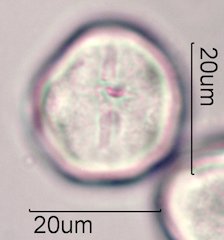 Coffee Pollen