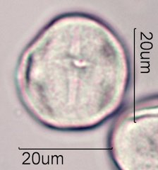 Coffee Pollen